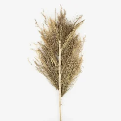 Rama flor seca espiga 150cm^Casa Viva New
